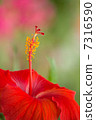 Flowers 7316590