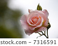 rose, flower, bloom 7316591