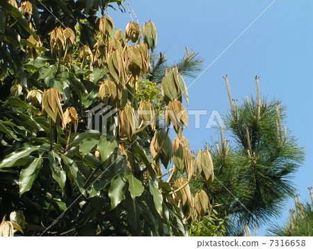 Shirodamo's new leaves like umbrellas Shirodamo's new leaves like umbrellas 7316658