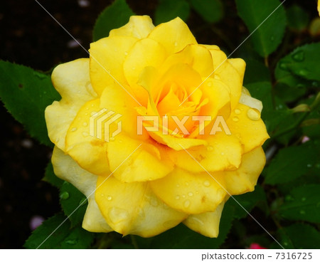 Rose   7316725