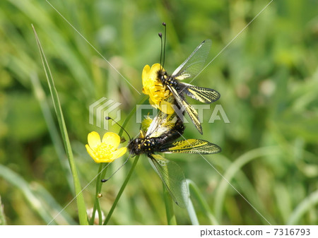 交配春天Tsuntombo 交配春天Tsuntombo 7316793