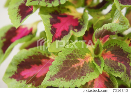 Coleus 7316843