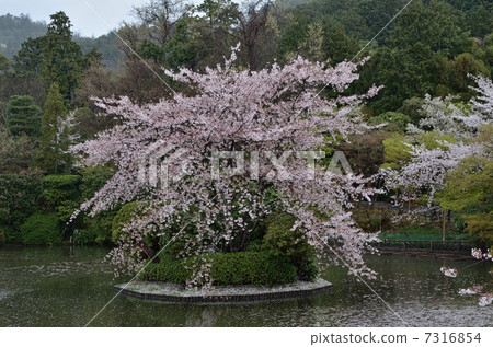 Ryoanji的分子泵 7316854