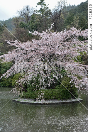 Ryoanji的分子泵 7316856