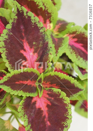 Coleus Coleus 7316857
