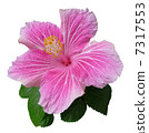 沖繩縣的芙蓉 7317553