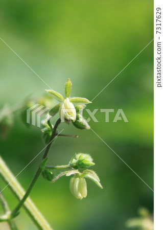 雜種花(雄花) 雜種花(雄花) 7317629
