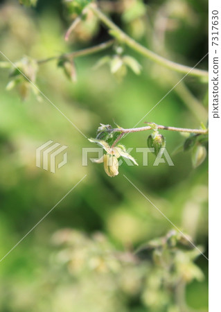 雜種花(雄花) 雜種花(雄花) 7317630