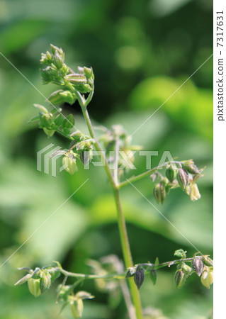 雜種花(雄花) 雜種花(雄花) 7317631