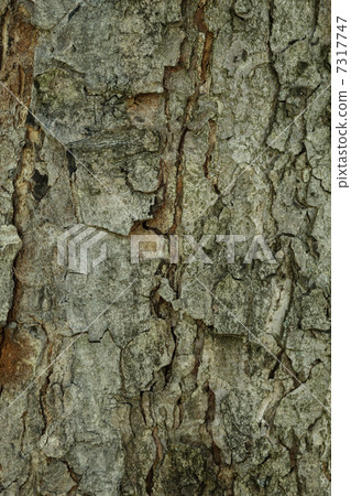 larch bark background larch bark background 7317747