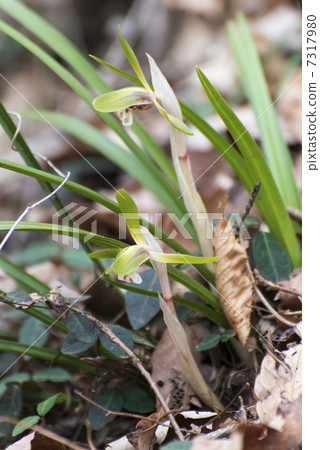 順蘭（三山） 7317980