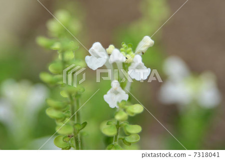 黃芩 黃芩 7318041