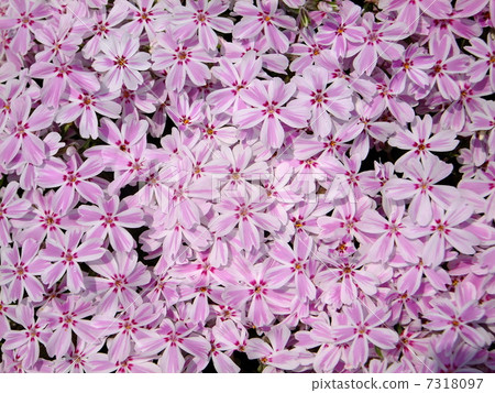 Moss phlox  7318097
