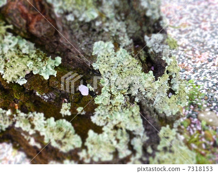 Cherry tree  7318153