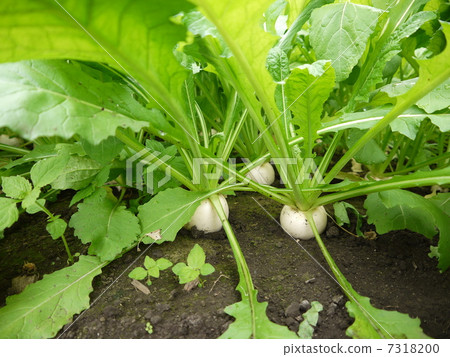 turnip 7318200