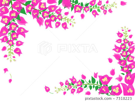 Bougainvillea 7318223