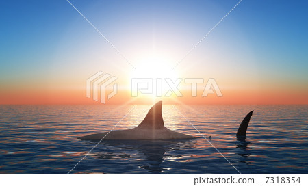shark  7318354