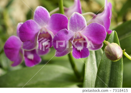 Phalaenopsis 7318415
