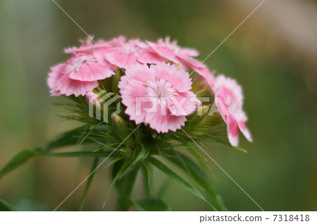 Beauty Buddies(Vision Nadesico) Beauty Buddies(Vision Nadesico) 7318418