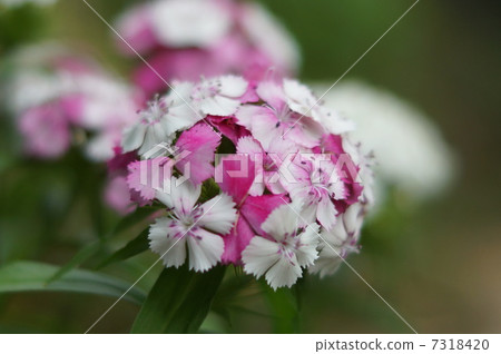 Beauty Buddies (Vision Nadesico) Beauty Buddies (Vision Nadesico) 7318420