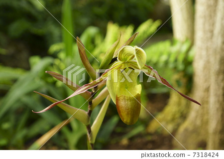 Paphiopedylum 7318424