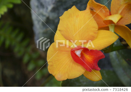 Cattleya 7318426