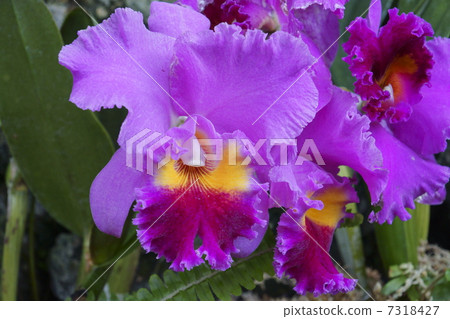 Cattleya 7318427