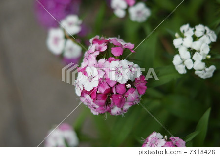 Beauty Buddies(Vision Nadesico) Beauty Buddies(Vision Nadesico) 7318428