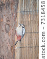 啄木鳥 7318458