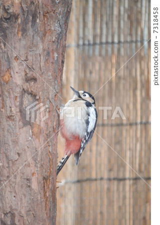 Woodpeckers Woodpeckers 7318458