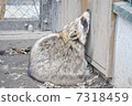 狸 7318459
