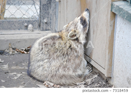 Raccoon Raccoon 7318459