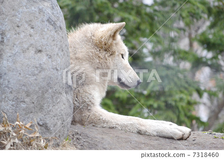 Shinlin Wolf Shinlin Wolf 7318460