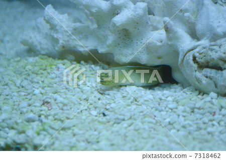 Moyou帶Utobo 7318462