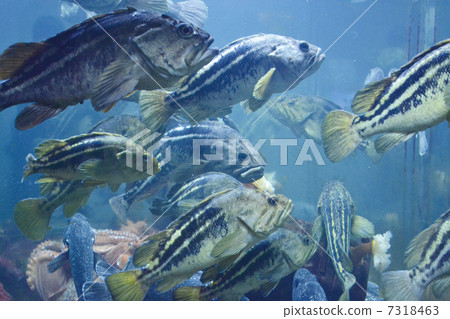 A group of fish 7318463