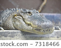 鱷魚 7318466