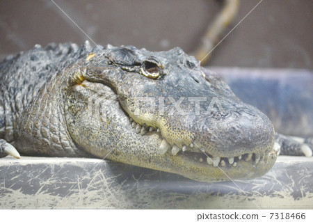 crocodile crocodile 7318466