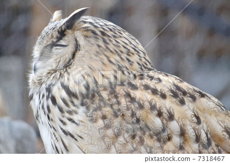 Eagle Misukazu 7318467