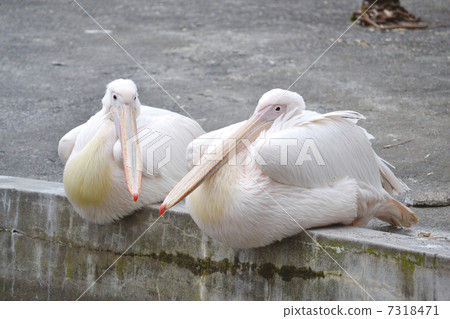 Momoiro鵜鶘 Momoiro鵜鶘 7318471