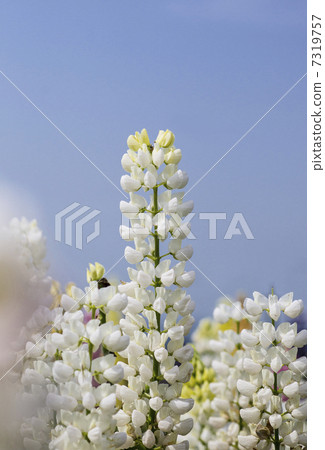 羅素盧平納斯 羅素盧平納斯 7319757