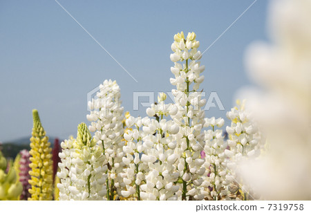 羅素盧平納斯 7319758