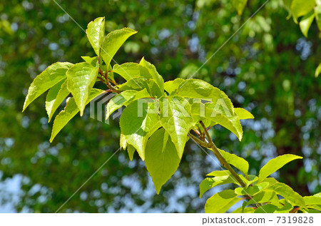 Tree · Aohida Motoki Tree · Aohida Motoki 7319828