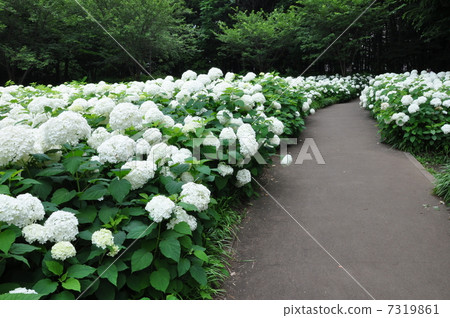 安娜貝爾 7319861