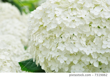 安娜貝爾 7319862