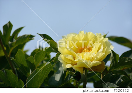 Blooming Peony Flower 7320522