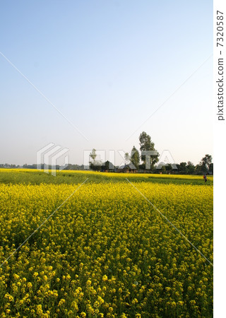 Rural landscape in winter in Bangladesh Rapeseed fields Rural landscape in winter in Bangladesh Rapeseed fields 7320587