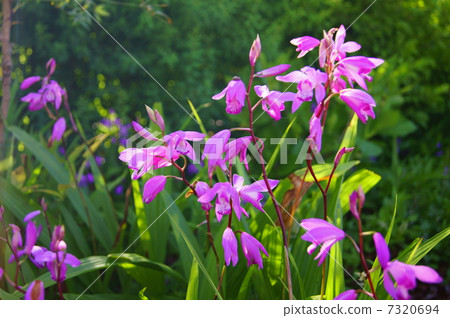 Silane Flower language: I will not forget you Bletilla striata Reichb. Fil. 7320694