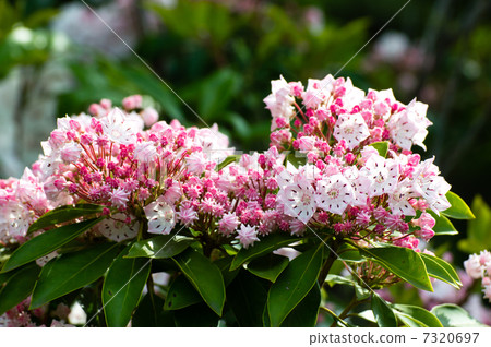 Karmia Latifolia 7320697