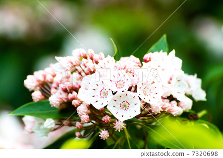 Karmia Latifolia Karmia Latifolia 7320698