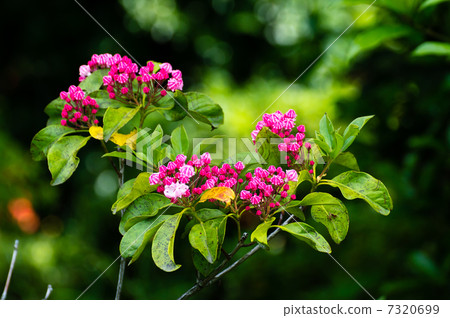 Karmia Latifolia 7320699